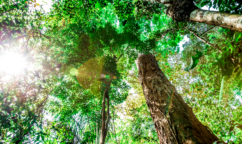 Ciências do Meio Ambiente