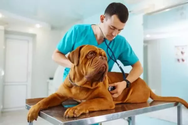 II Ciclo de Palestra de Medicina Veterinária